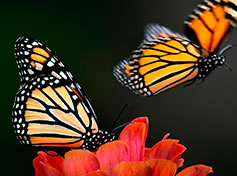 The Evolution of Plants at Prague Botanical Garden - Nature Exhibition